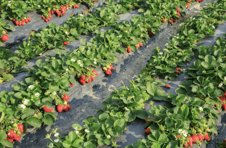 Captura de ecrã 2025-06-11, às 15.35.08