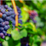 A Unifrutti adquire a produtora de uvas Safco no Peru